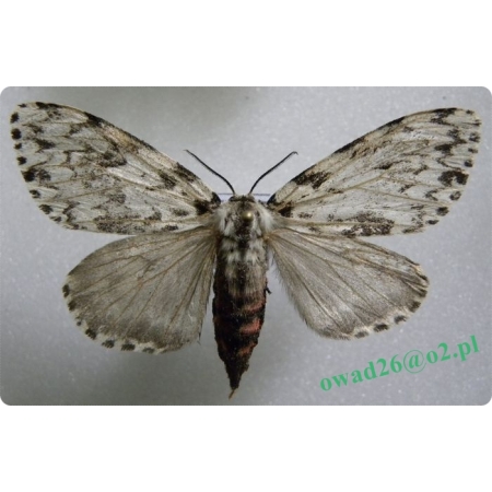 Lymantria monacha (Linnaeus, 1758) female Brudnica mniszka